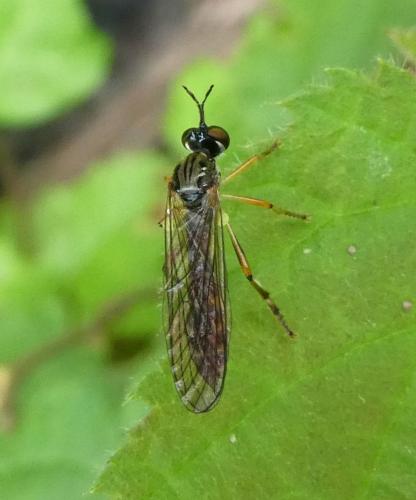 Dioctria linearis